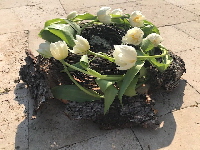 Bild_13_Kranz_Tulpen