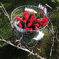 Bild_14_Korb_Tulpen